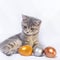 A small gray striped kitten is playing with colored colored eggs lying on a white bed. Easter with pets