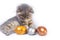 A small gray striped kitten is playing with colored colored eggs lying on a white bed. Easter with pets