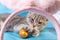 A small gray striped kitten is playing with a golden yellow painted egg lying on a blue background. Easter with pets