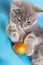 A small gray striped kitten is playing with a golden yellow painted egg lying on a blue background. Easter with pets