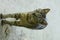 Small gray tabby standing on the sand