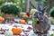 Small gray and white rabbit eating parsley with mums and pumpkins