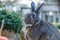 Small gray and white rabbit posing with mums and pumpkins