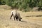 Small grazing sheep breeding