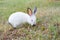 Small grazing white rabbit with gray ears eating grass in the ga
