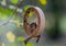 Small great tit and blue tit eats at Fat Ball