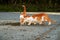 Small Greek Homeless White Red Kittens Drinking From Puddle on Road. Moraitika, Corfu. High quality photo