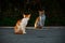 Small Greek Homeless White Red Kittens Look At Each Other. Moraitika, Corfu. High quality photo