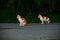 Small Greek Homeless White Red Kittens Looking In One Direction. Moraitika, Corfu. High quality photo