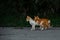 Small Greek Homeless White Red Kittens Looking In One Direction. Moraitika, Corfu. High quality photo