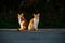 Small Greek Homeless White Red Kittens Sit Back To Back. Moraitika, Corfu. High quality photo