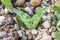 Small green aloe seedlings germinate