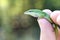 Small Green Anole Lizard held in fingers