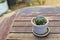 Small green Astrophytum cactus in a white pot on an old wooden table. natural light during the day Blurred background. There is