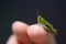 Small green baby grasshopper suborder Caelifera sitting