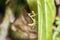 Small green baby predator praying mantis on green leaf looking for its prey