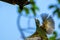 Small green barbet flying up towards a branch