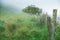 Small green bend tree in a field. Morning time. Fog in the background. Dark pastel colors. Connemara, Ireland