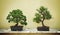 Small green bonsai trees