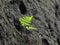 Small green bracken in sandstone wall. Natural detail