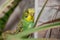 A small green budgerigar sits on a house plant