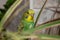 A small green budgerigar sits on a house plant