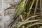 A small green budgerigar sits on a house plant