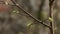 Small, green buds on a sapling`s branches