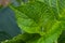 Small green bugs on green hydrangea leaves