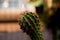 Small green cactus