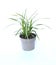 A small green carex oshimensis plant in the soft gray plastic flower pot. Carex.Oshimensis â€˜Evergoldâ€™, fountains of delicate