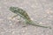 Small green chameleon cross tar road on a hot day