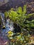 A small green Christmas tree grows in the park, near the marsh marigold blossoms