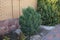 Small green coniferous ornamental shrub on the sidewalk by a brown brick wall outside