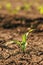 Small green corn crop seedling in field lit by the warm springtime sunset light