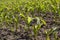 small green corn sprouts in the summer