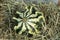 small green crown looking decorative pumpkin in straw