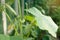 Small green cucumber, gherkin hanging on plant. Cucumber growing