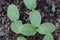 Small green Cucumber seedling leaves