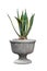 Small green decorative agave isolated