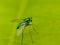 small green flies on the leaves background