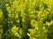 Small green flowering tender barberry bushes Thunberg golden rocket flowers beautiful fluffy unusual exotic plants. The background