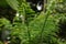 Small green forest tree nature closeup