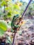 Small green frog hidden on a branch