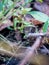 Small green frog hidden on a branch