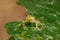 Small green frog perched on leaf