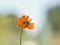 Small green a frog sits on a bright orange flower in a Sunny summer garden