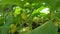 Small green fruit ovary with yellow flower on cucumber seedling, slow motion