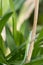 Small green gecko camouflaged in a green plant