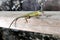 Small green gecko eats a banana in closeup, Caribbean